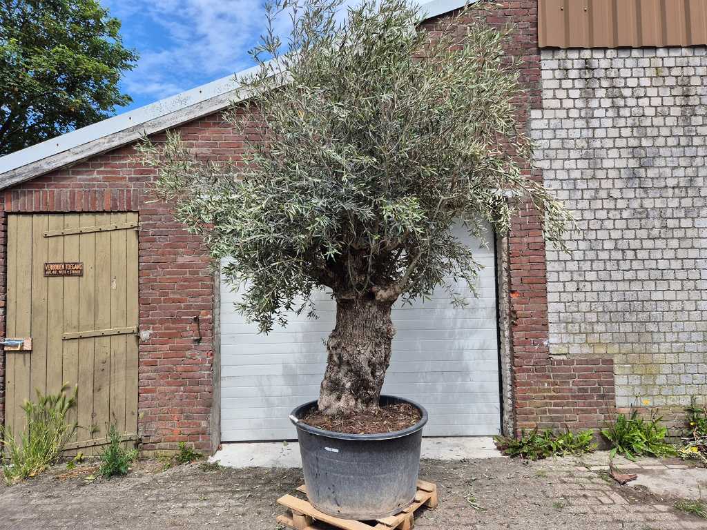 Drzewko oliwne Bonsai XL - Olea Euopaea - wysokość ok. 350 cm