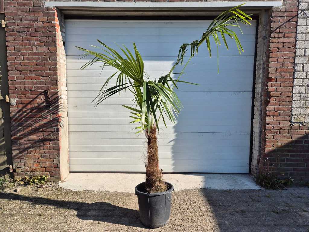 Trachycarpus Fortunei - Chinese Fan Palm - height approx. 210 cm - Hardy to -17