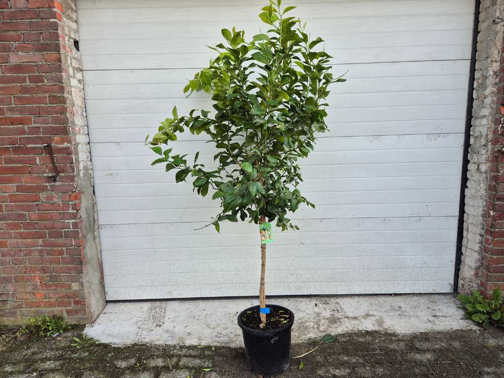 Lemon tree - Citrus Limon - Fruit tree - height approx. 200 cm