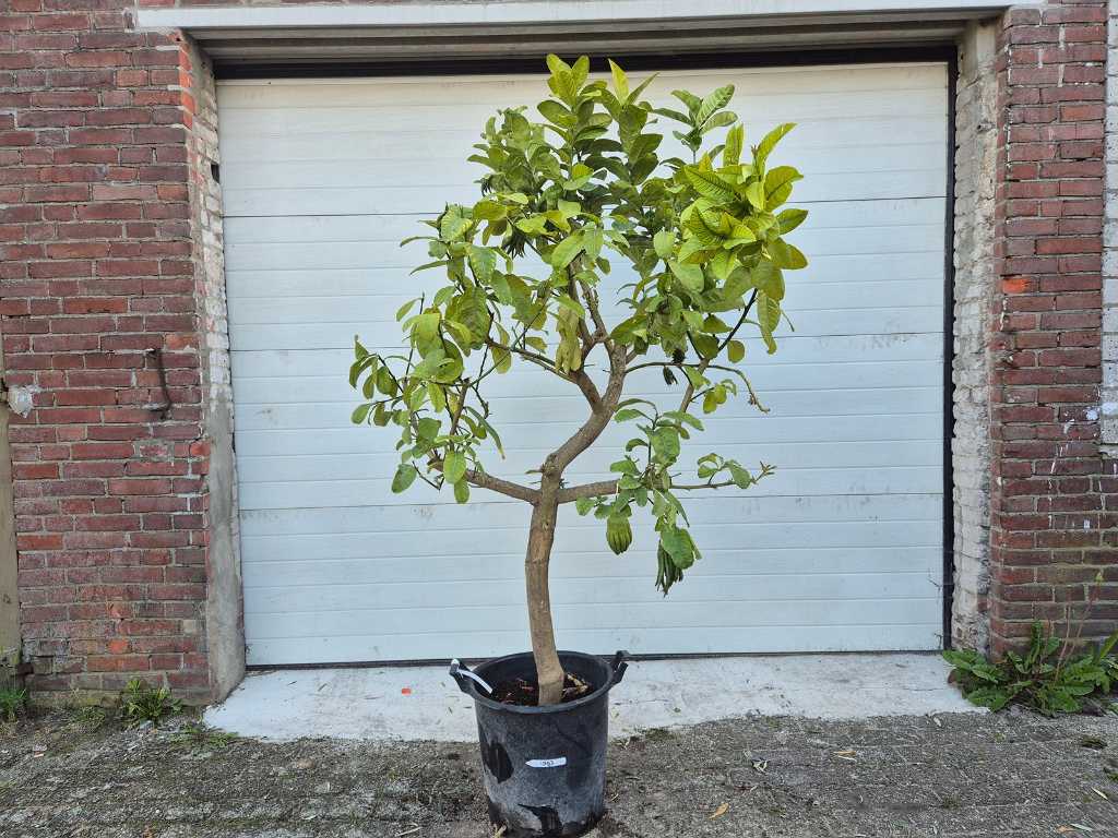 Hand of Buddha - Citrus Medica - Edible - height approx. 180 cm