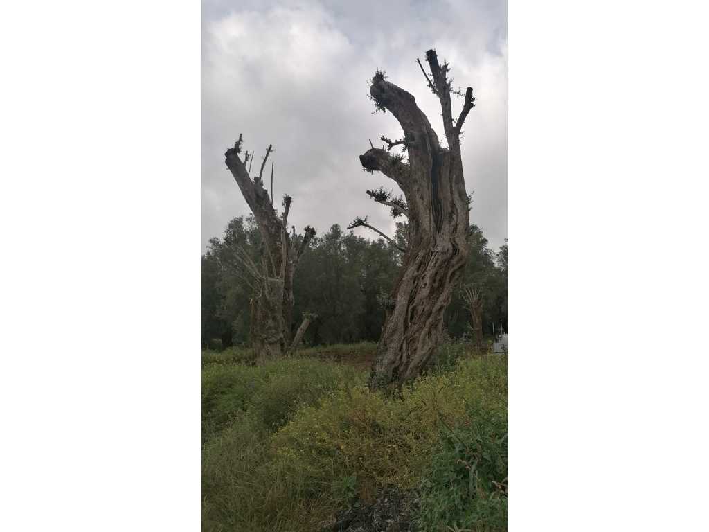 Vorbildlicher tausendjähriger Olivenbaum