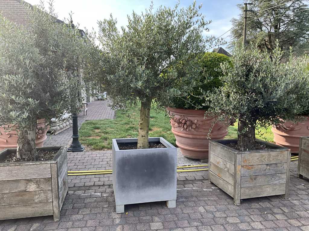 Olive tree Evergreen tree