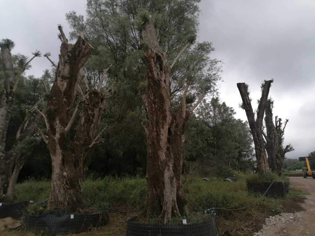 Voorbeeldige duizend jaar oude olijfboom