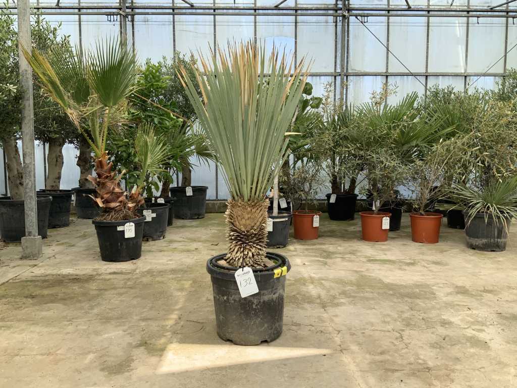 palmboom (Yucca Rostrata)