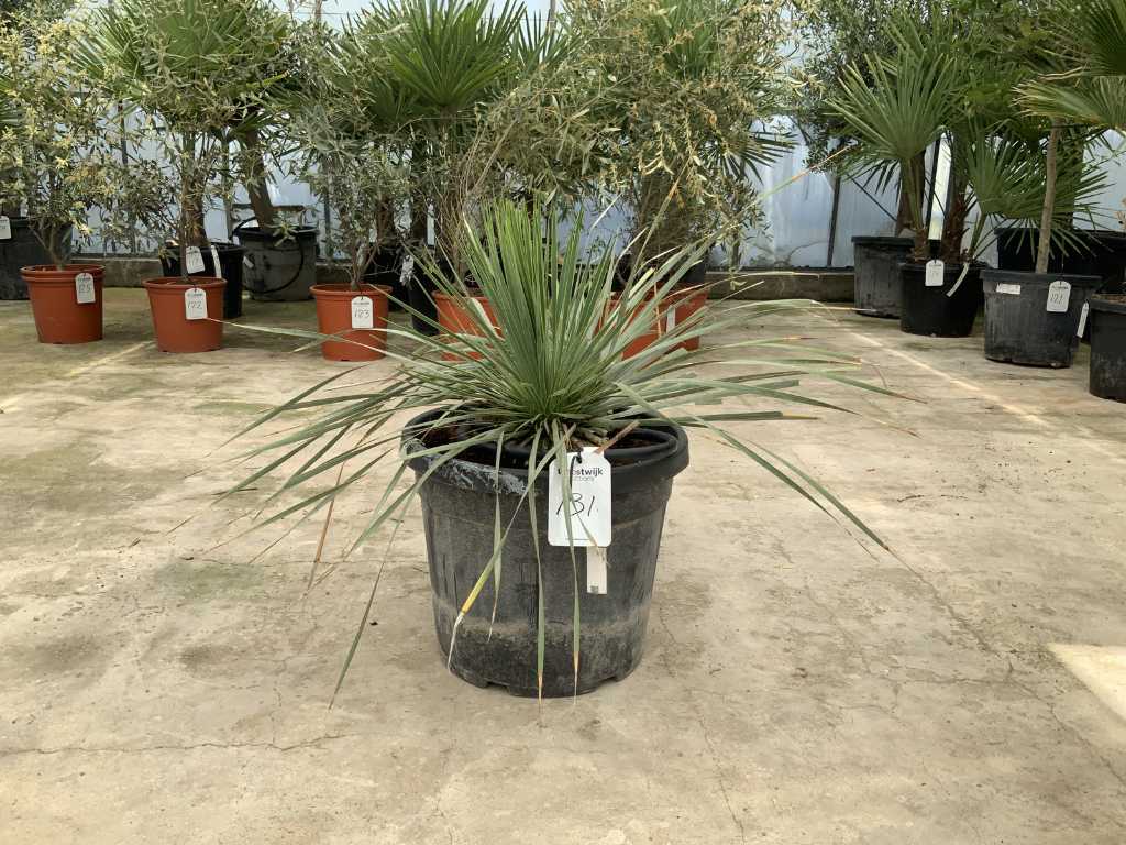 Palme (Yucca Rostrata)