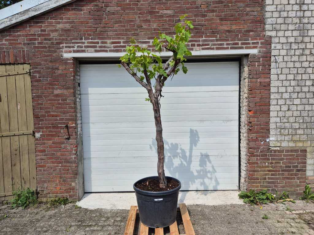 Drzewo winogronowe - Vitis Vinifera Media - drzewo owocowe - wysokość ok. 300 cm