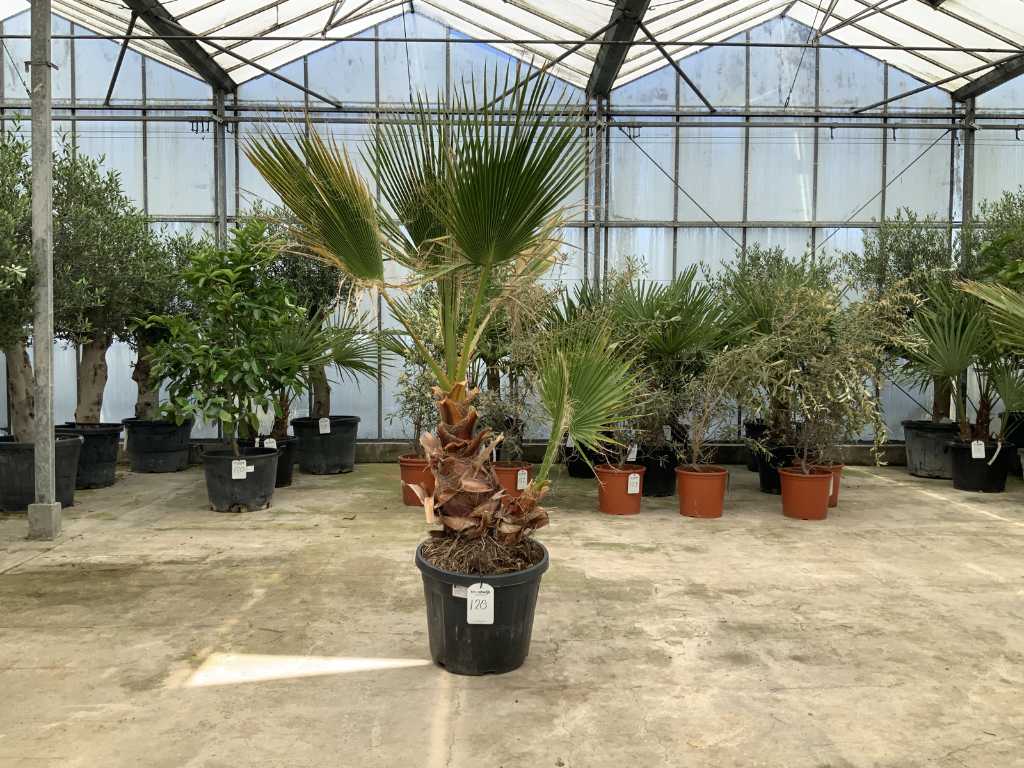 Palm tree double stem (Washingtonia Robusta)