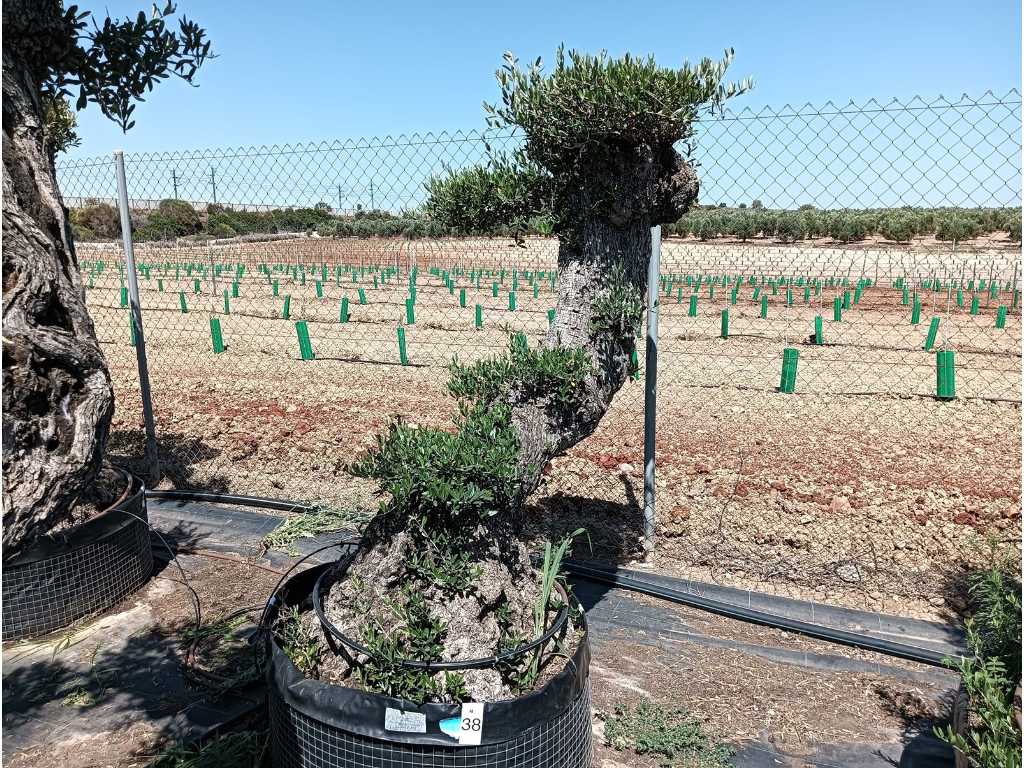 Wielowiekowe drzewo oliwne Pom Pom Extra Specimen