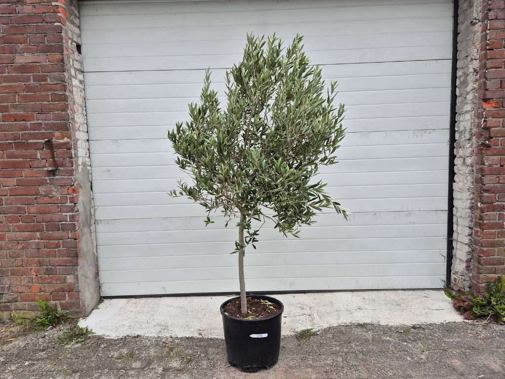 Olive tree Copa - Olea Europaea - height approx. 175 cm