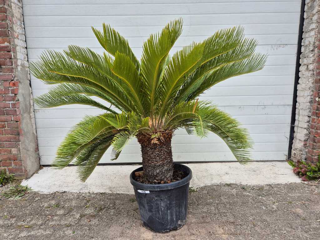 Peace palm - Cycas Revoluta - height approx. 120 cm