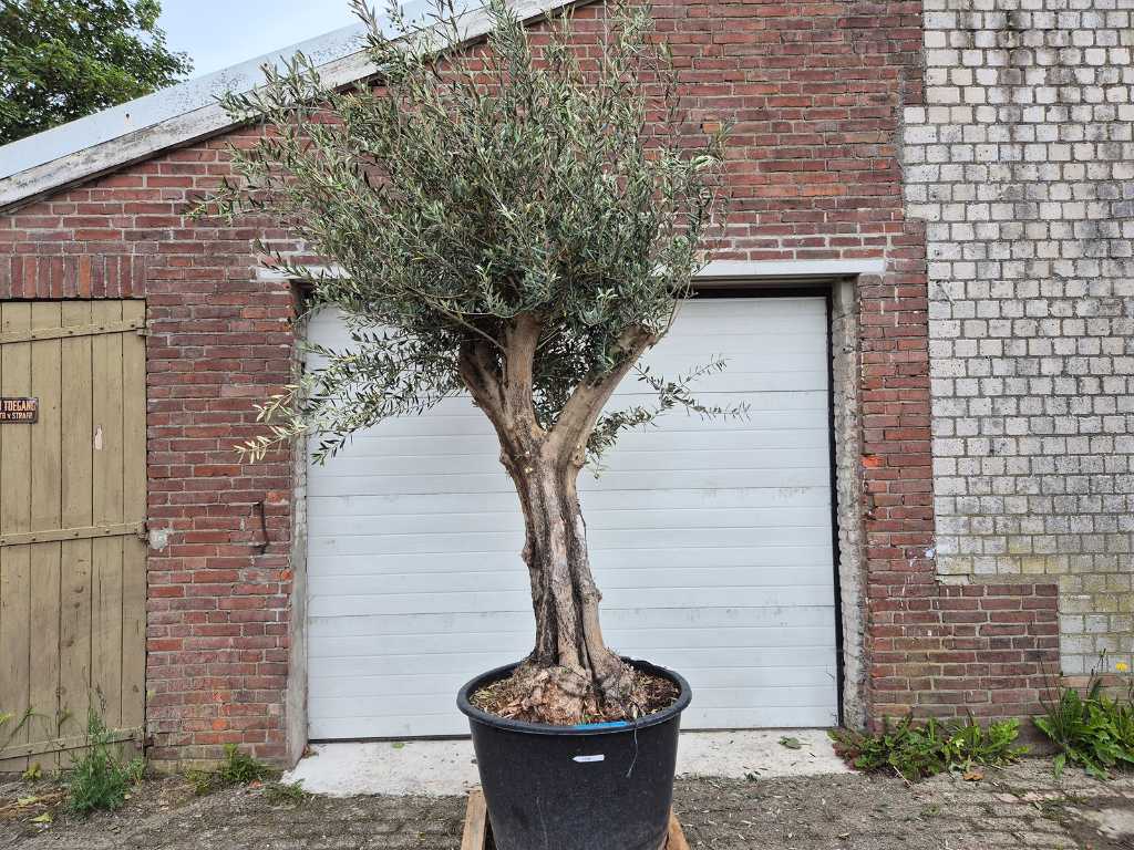 Măslin Piele veche - Olea Europaea - aprox. 50 de ani - înălțime aprox. 300 cm