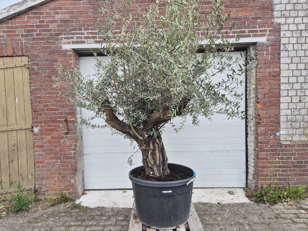 Olivenbaum Old Skin - Olea Europaea - ca. 50 Jahre alt - Höhe ca. 300 cm