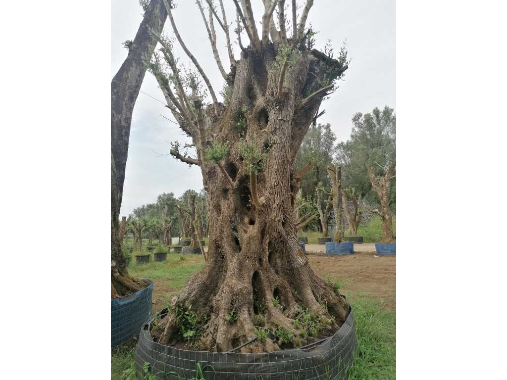 Duizendjarige olijfboom in mand