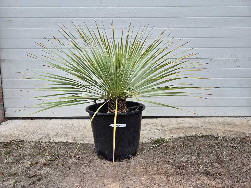Palmlelie - Yucca Rostrata - hoogte ca. 75 cm