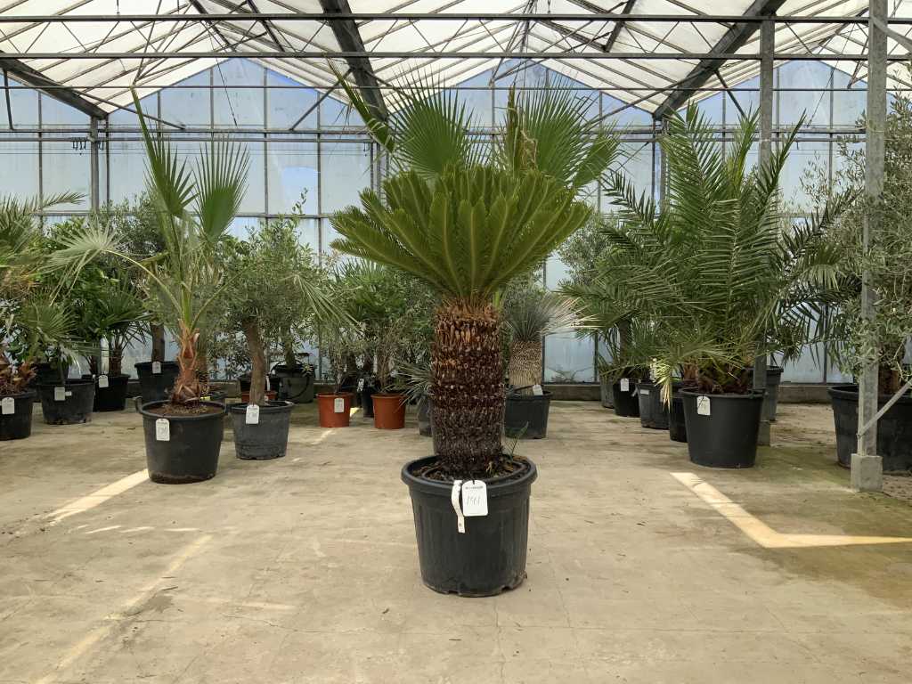 palm tree (Cycas Revoluta)