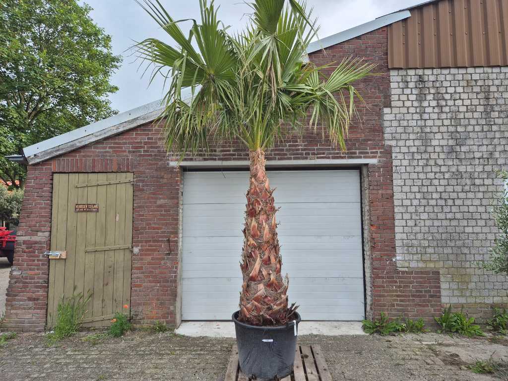 Mexican Fan Palm - Washingtonia Robusta - Mediterranean tree - height approx. 350 cm
