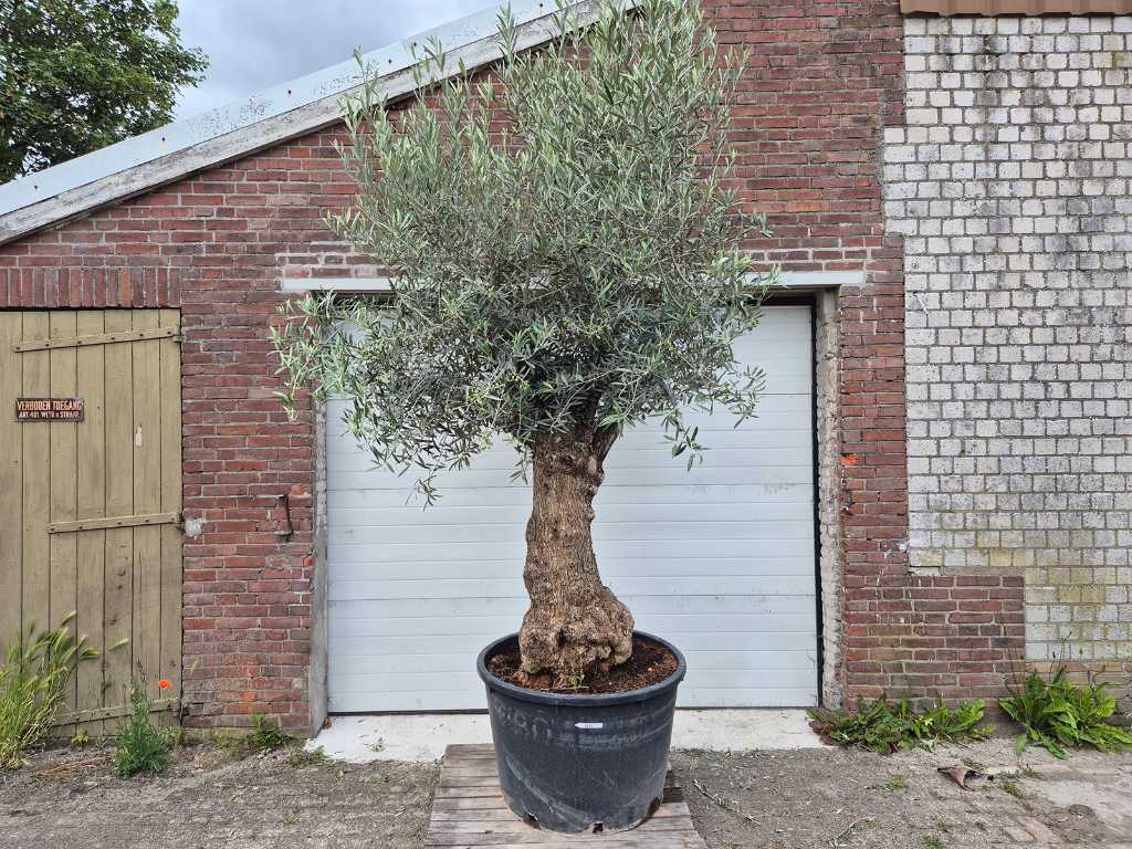 Bonsaï d’olivier XL - Olea Euopaea - hauteur env. 300 cm