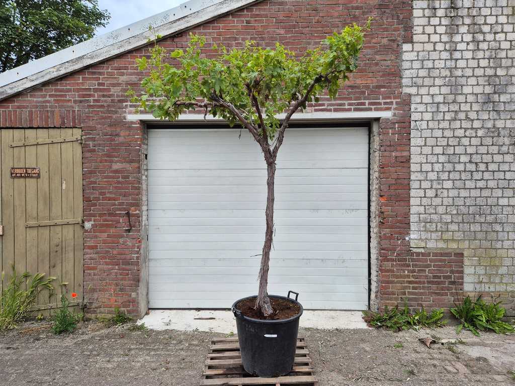 Vigne - Vitis Vinifera Media - arbre fruitier - hauteur env. 300 cm