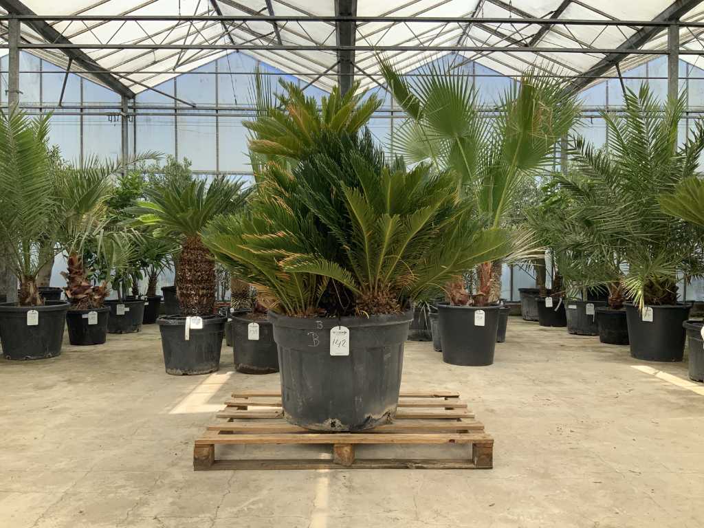palmboom multistam (Cycas Revoluta)