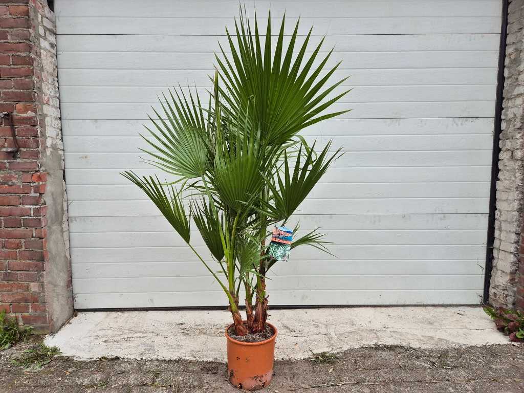 Mexican Fan Palm - Washingtonia Robusta - Mediterranean tree - height approx. 150 cm