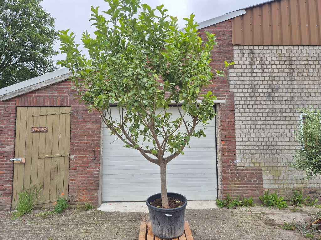 Zitronenbaum - Citrus Limon - Höhe ca. 350 cm