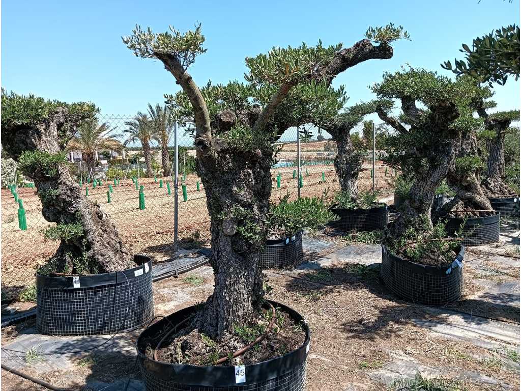 Jahrhundertealter Olivenbaum Pom Pom Extra Exemplar