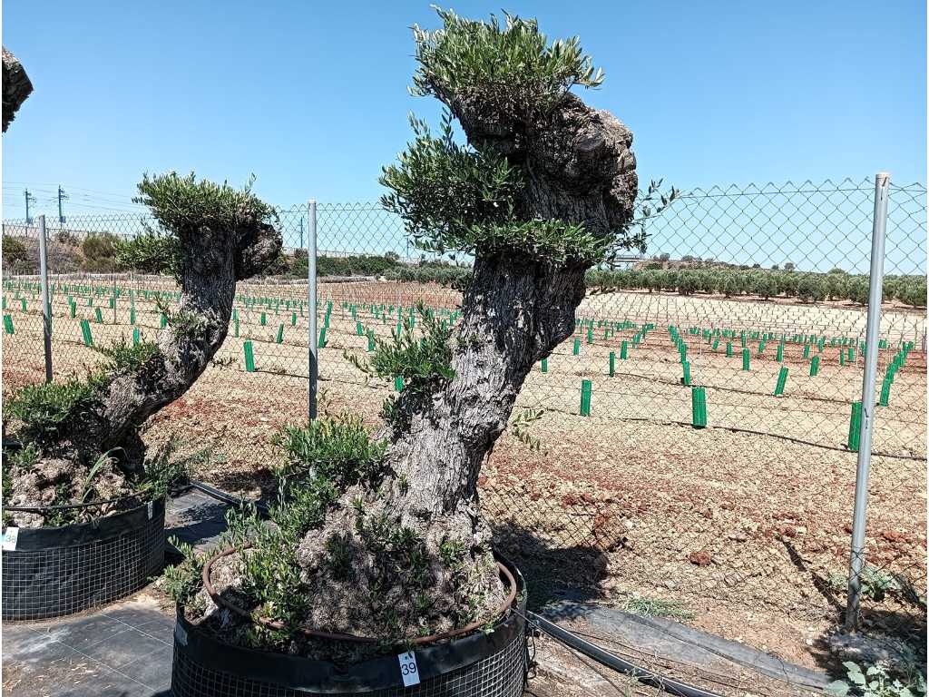 Eeuwenoude olijfboom Pom Pom Extra Specimen