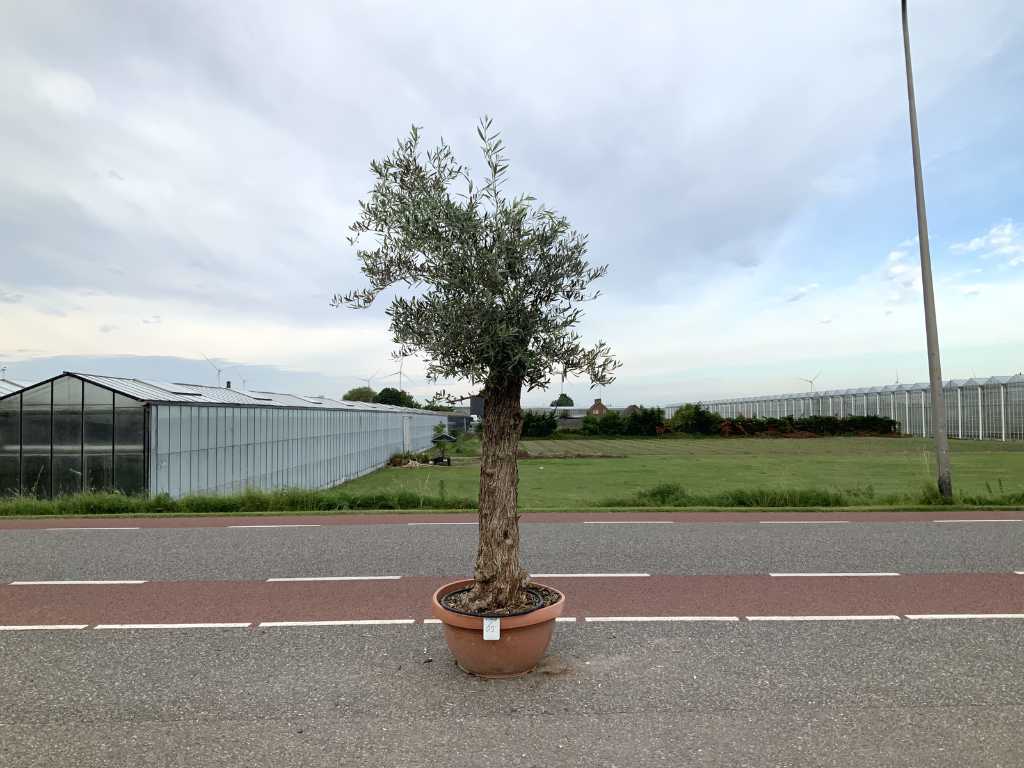 Olivenbaum in Bonsaischale (Olea Europaea Lessini)