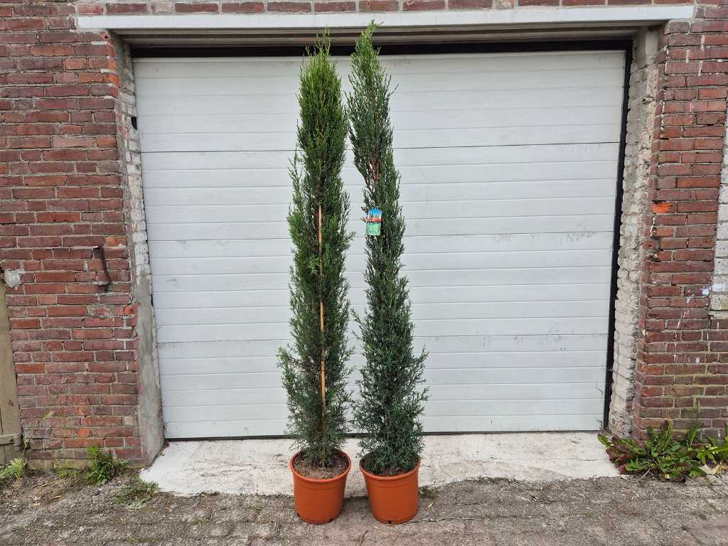 2x Italian Cypress - Mediterranean tree - Cupressus Simpervirens - height approx. 200 cm