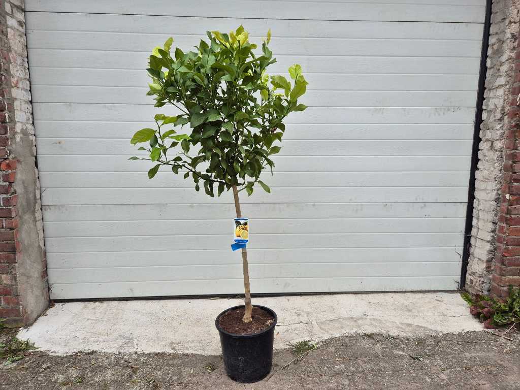 Citroenboom - Citrus Limon - Vrucht- / fruitboom - hoogte ca. 150 cm