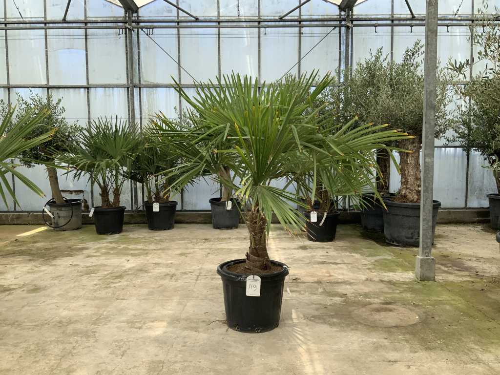 palmboom (Trachycarpus Fortunei)