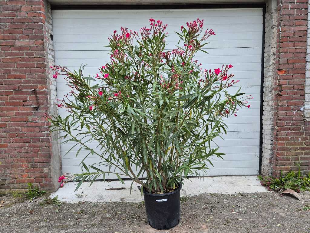 Nerium Oleander Rood - hoogte ca. 150 cm