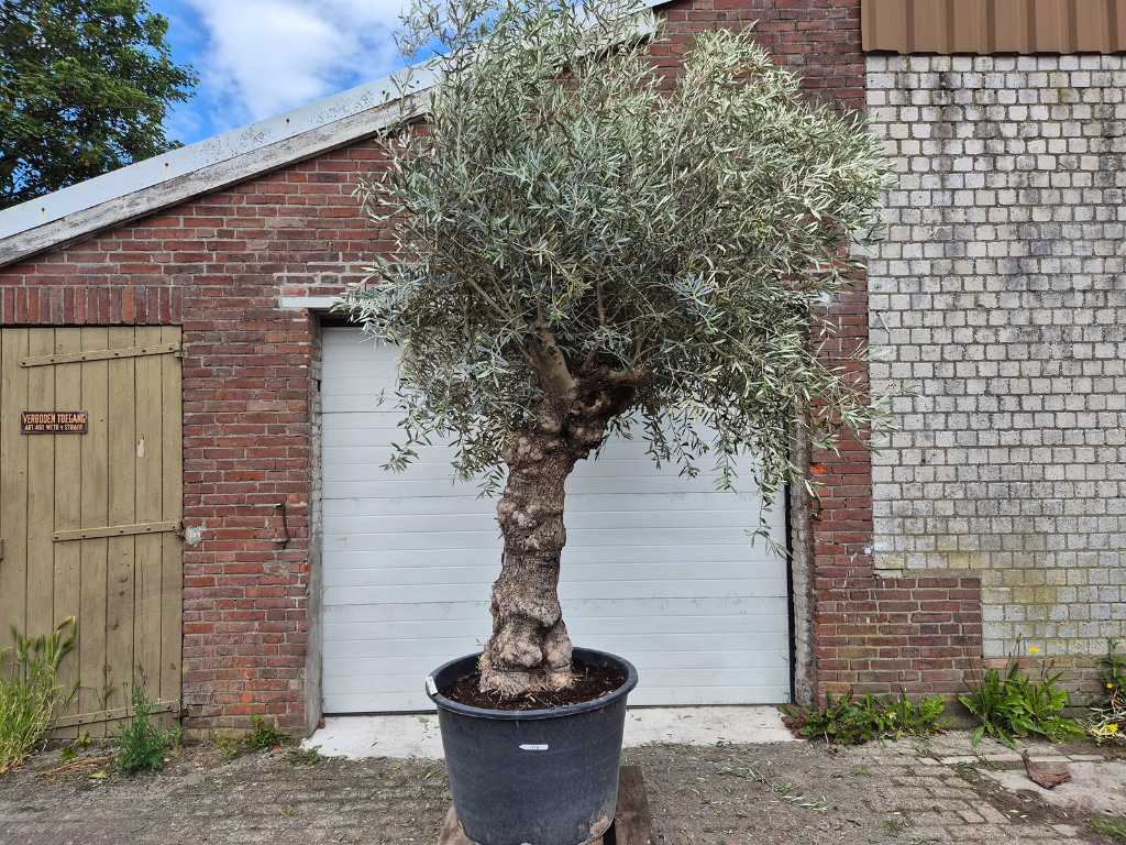 Bonsaï d’olivier XL - Olea Euopaea - hauteur env. 350 cm