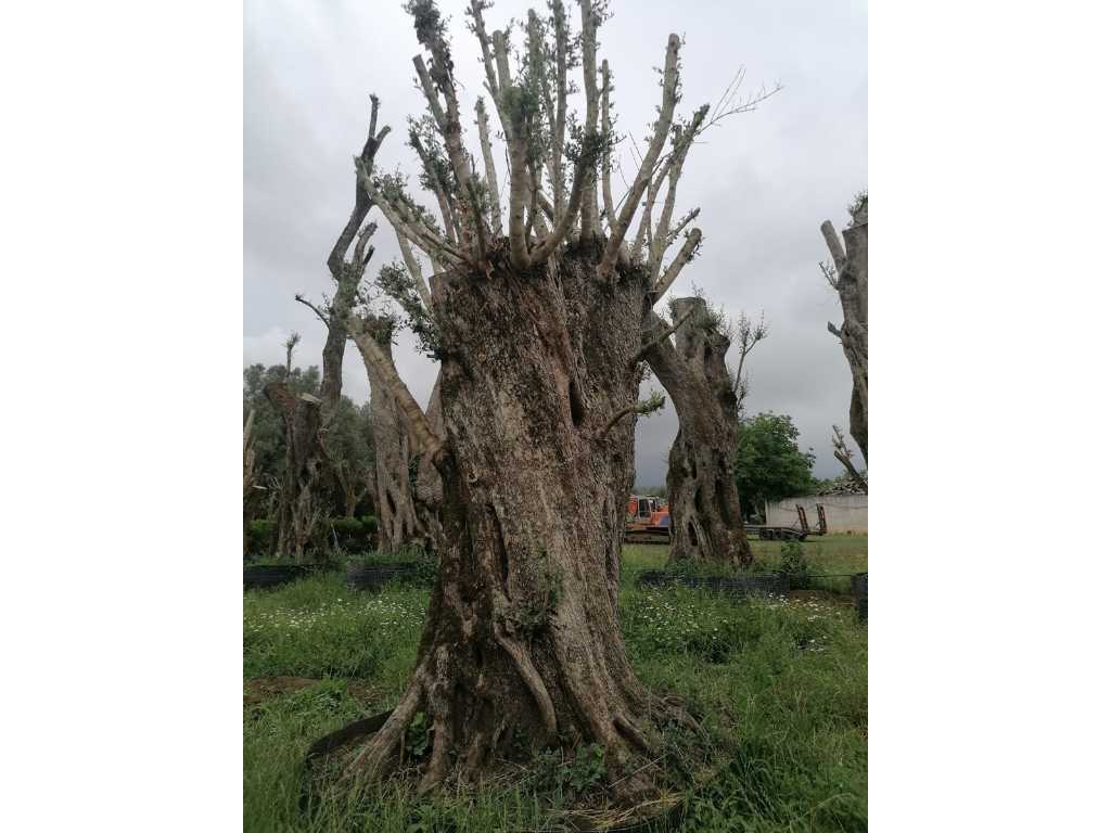 Voorbeeldige duizend jaar oude olijfboom