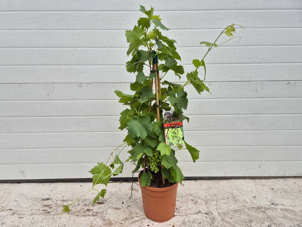 Witte druif - Vitis Vinifera - Vrucht- / fruitboom - hoogte ca. 80 cm
