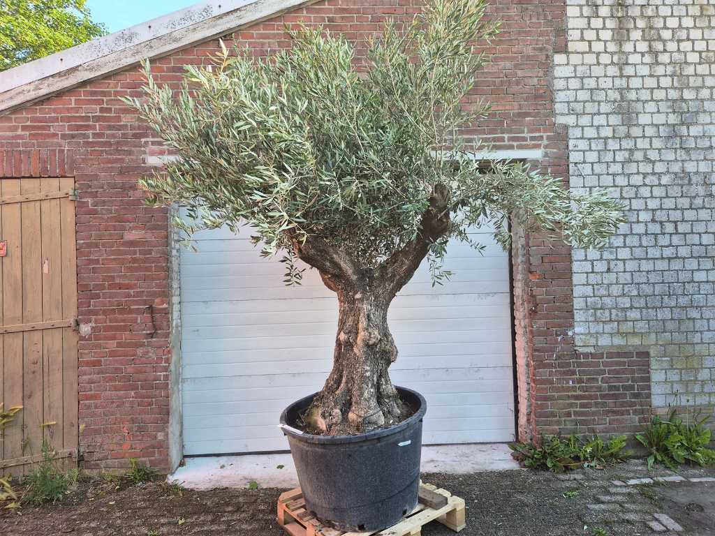 Drzewo oliwne Stary pień - Olea Europaea - 75 lat - wysokość ok. 300 cm