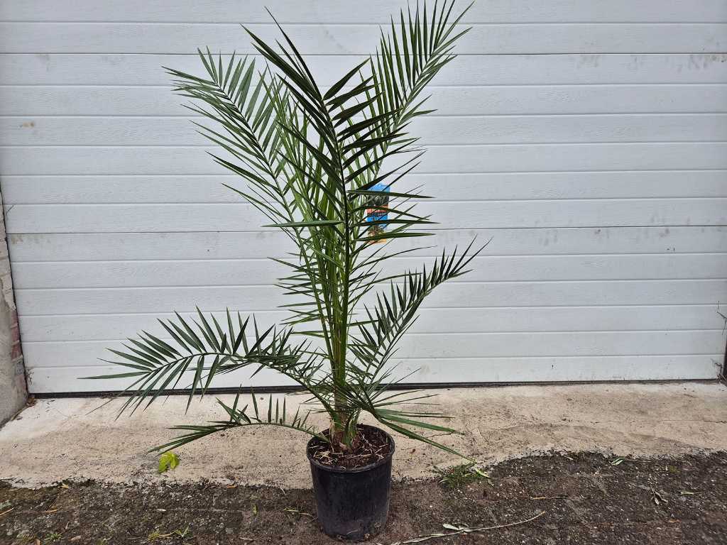 Canary Date palm - Phoenix Canariensis - Mediterranean tree - height approx. 140 cm
