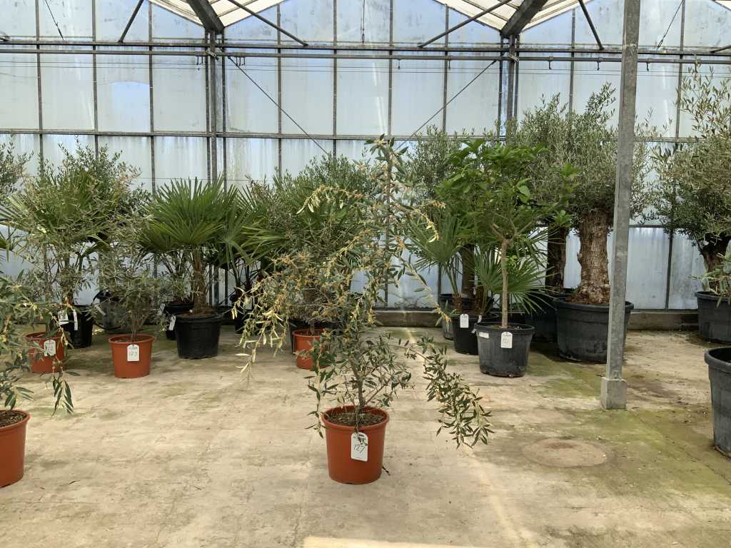 Olivenstrauch (Olea Europaea Lessini)