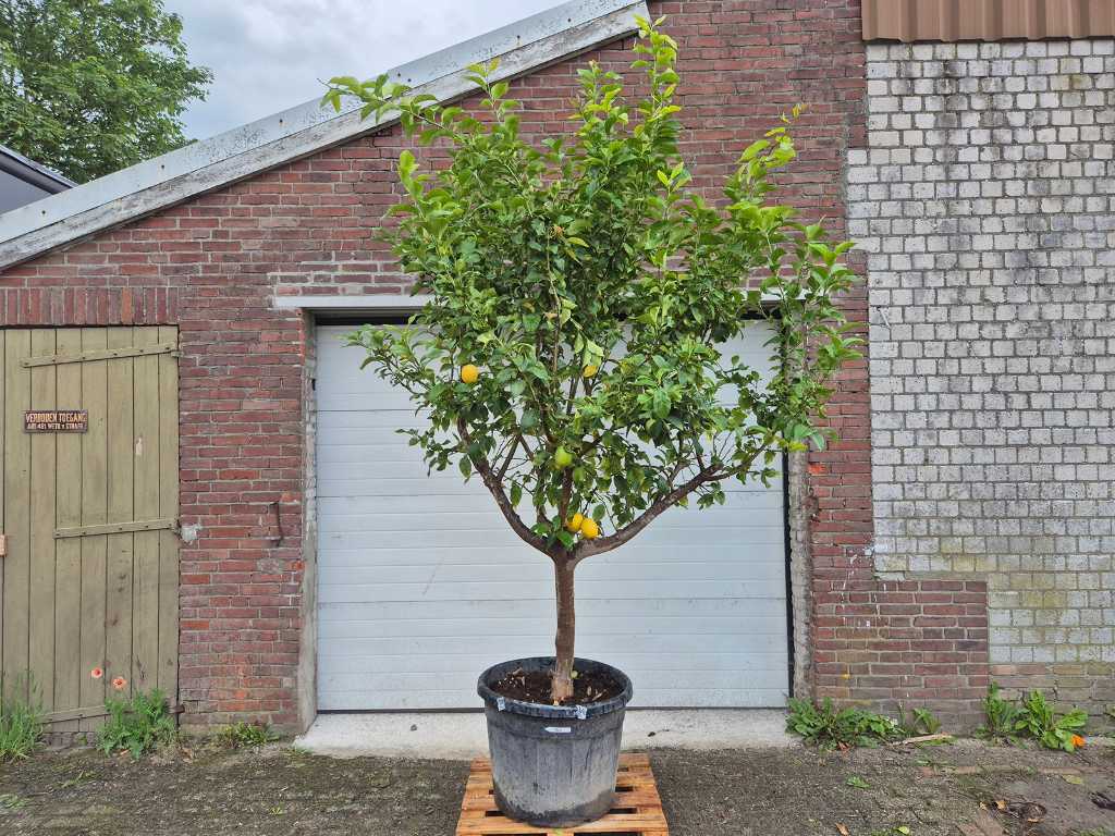 Drzewo cytrynowe - Citrus Limon - wysokość ok. 275 cm