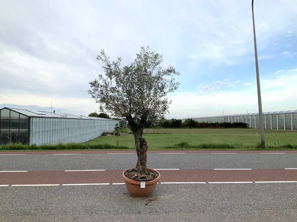 olivier en coquille de bonsaï (Olea Europaea Lessini)