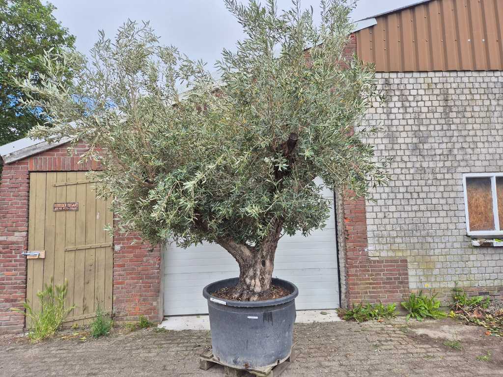 Drzewo oliwne Multibol - Olea Europaea - 75 lat - wysokość ok. 350 cm