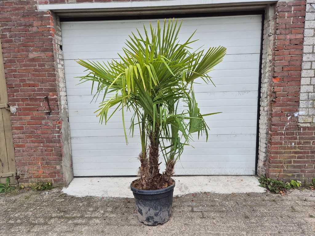 Mexican Fan Palm - Trachycarpus Fortunei - 3-stemmed - height approx. 
