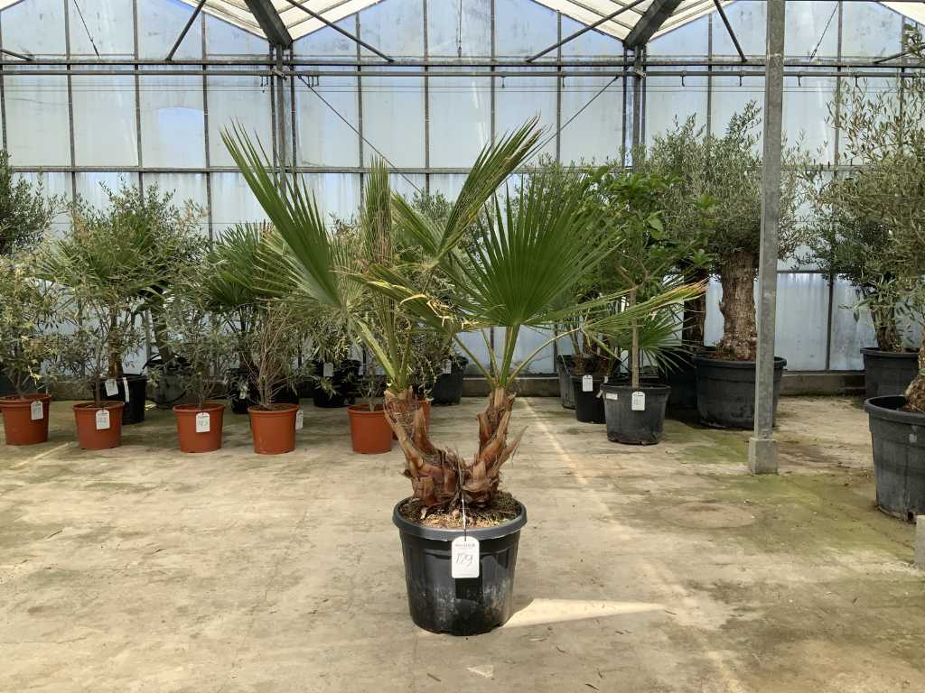 palmboom dubbelstam (Washingtonia Robusta)