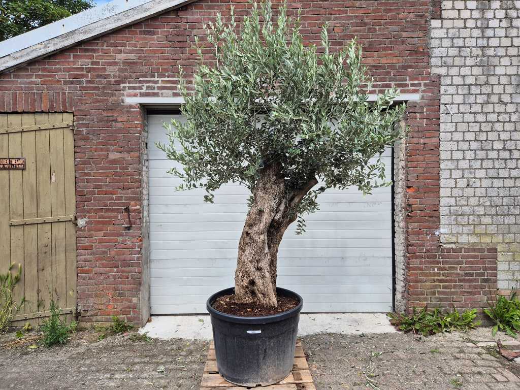 Olivenbaum Bonsai XL - Olea Euopaea - Höhe ca. 300 cm