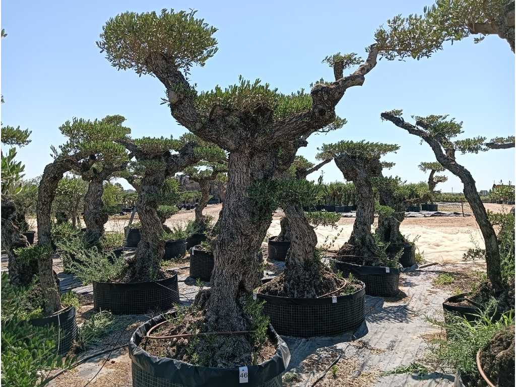 Centuries-old olive tree Pom Pom Extra Specimen