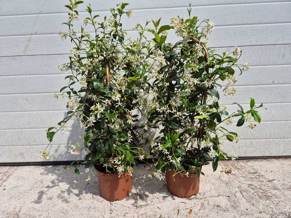 2x Toscaanse Jasmijn - Lentebloeier - Trachelospermum Jasminoides - hoogte ca. 70 cm