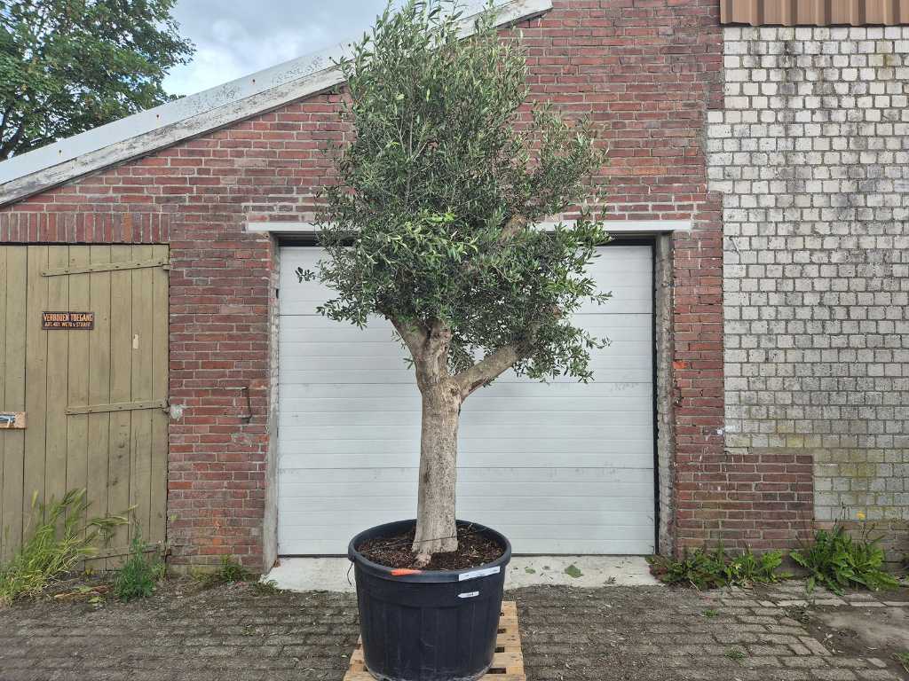 Olivenbaum verzweigt - Olea Europaea - Höhe ca. 350 cm