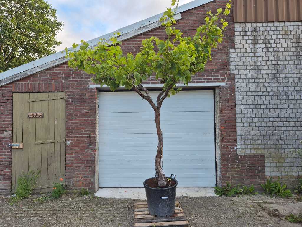 Drzewo winogronowe - Vitis Vinifera Media - drzewo owocowe - wysokość ok. 300 cm