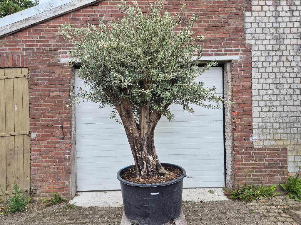 Olivenbaum Old Skin - Olea Europaea - ca. 50 Jahre alt - Höhe ca. 300 cm
