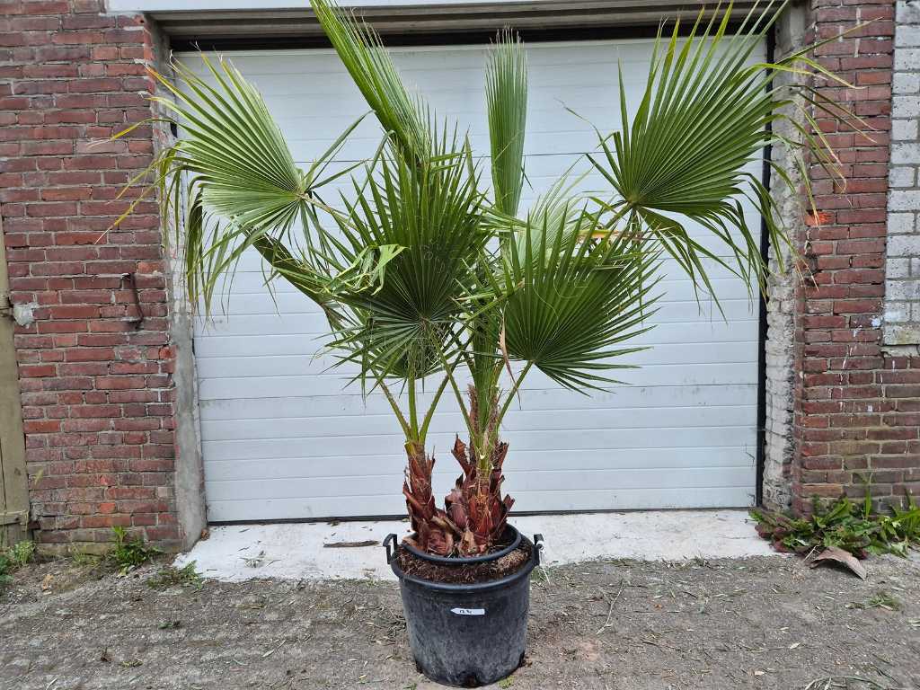 Mexican Fan Palm Multi-stem - Washingtonia Robusta - Mediterranean tree - height approx. 200 cm